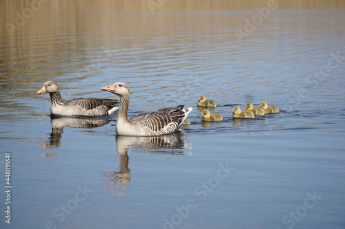 Geese family photo