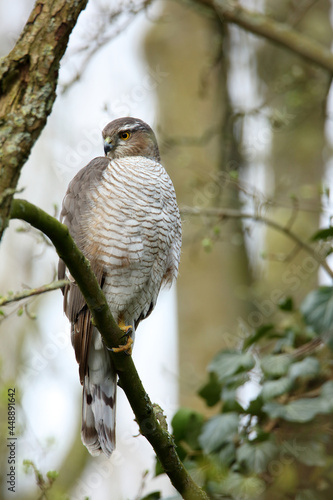 Female sparrow hawk in a tree photo