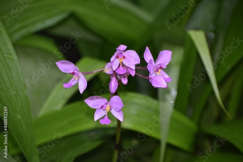 Purple tropical Spathoglottis plictata flowers