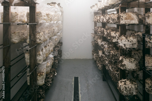 Shitake Mushrooms In A Cultivation Growth Medium