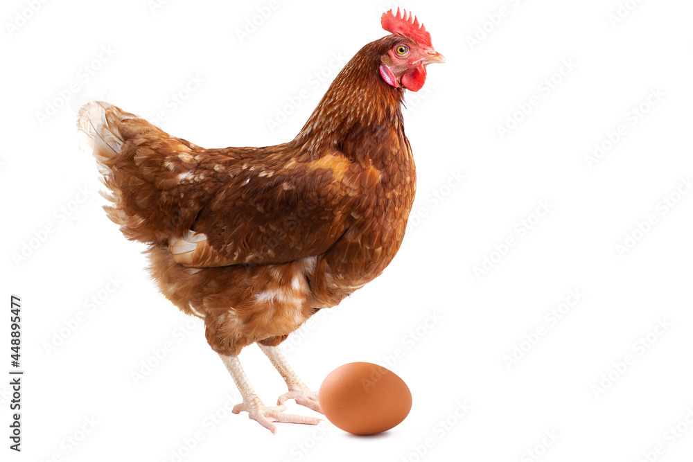 Fototapeta premium hen standing on side isolated on White background, concept Eggs Fresh from farm