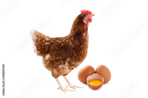 hen standing on side isolated on White background, concept Eggs Fresh from farm