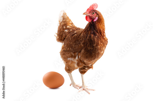 hen standing on side isolated on White background, concept Eggs Fresh from farm photo