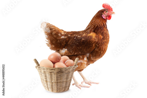 Canvas Print Brown hens Turn around isolated on white background, Laying hens farmers concept