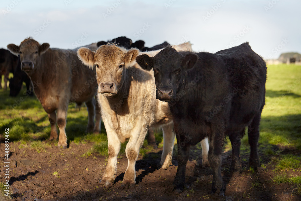 Herd of Murray Grey cattle