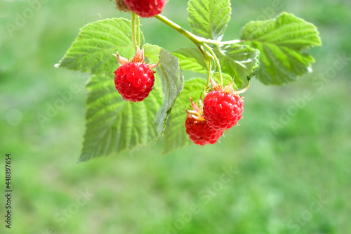 Branch of red raspberries with green leaves on green lawn background. Copyspace for text