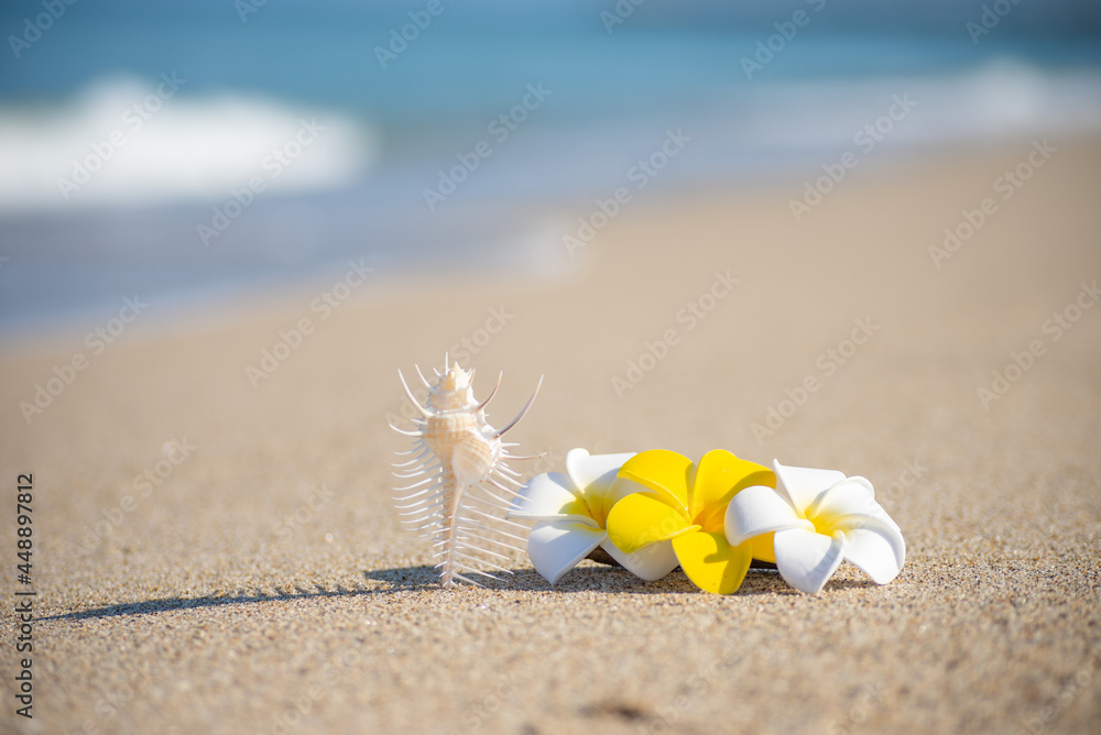 Obraz premium 砂浜とプルメリア