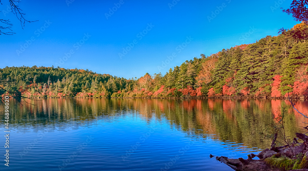 Autumn colour of Shirakoma Pond, Shirakoma pond is located in Nagano Prefecture, Japan., beautiful autumn colored leaves trees reflected in Water around Shirakoma pond.