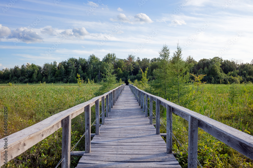 marsh wood path wetland boardwalk long footpath in swamp wooden pathway in Danville Qc