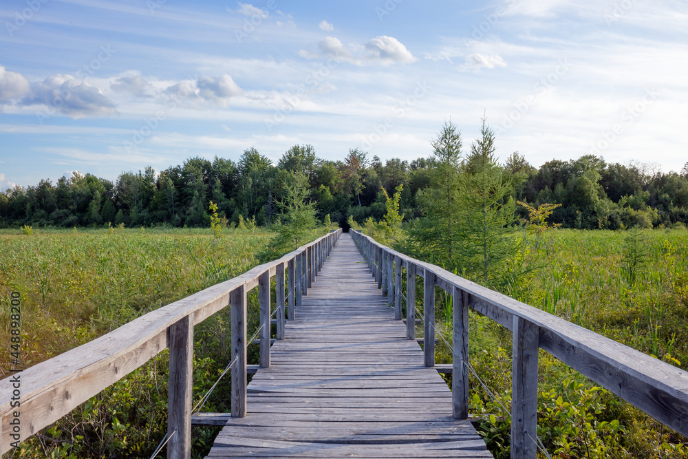 marsh wood path wetland boardwalk long footpath in swamp wooden pathway in Danville Qc marsh wood path wetland boardwalk long footpath in swamp wooden pathway in Danville Qc