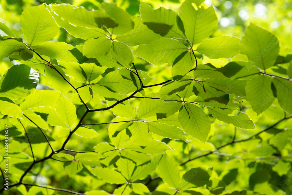 Green leaves lightened by the spring in the sun.