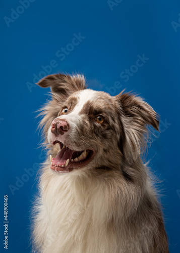 Border collie sorrindo em fundo azul
