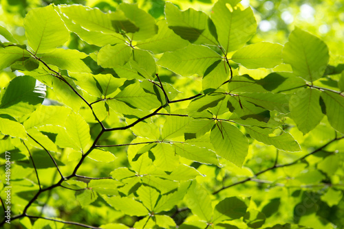 Obraz na płótnie Green leaves lightened by the spring in the sun. w salonie