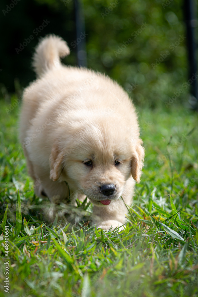 Filhote de golden retriever correndo em gramado verde Filhote de golden retriever correndo em gramado verde