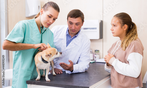 Fototapeta Naklejka Na Ścianę i Meble -  Two veterinarians examine a dog. Girl worries about her pet. High quality photo