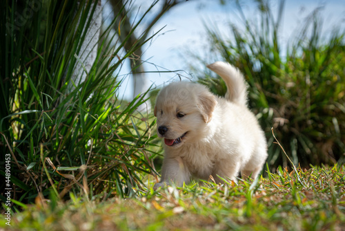 Filhote de golden retriever correndo em gramado verde photo