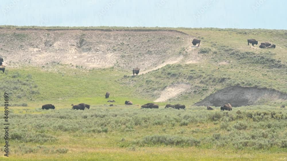Wild American Bison Herd Hayden Valley Yellowstone Wild American Bison Herd Hayden Valley Yellowstone