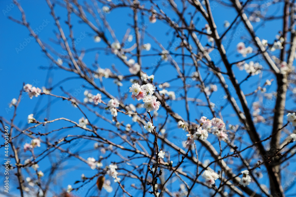 Sakura flower blooming on blue sky background. Sakura flower blooming on blue sky background.