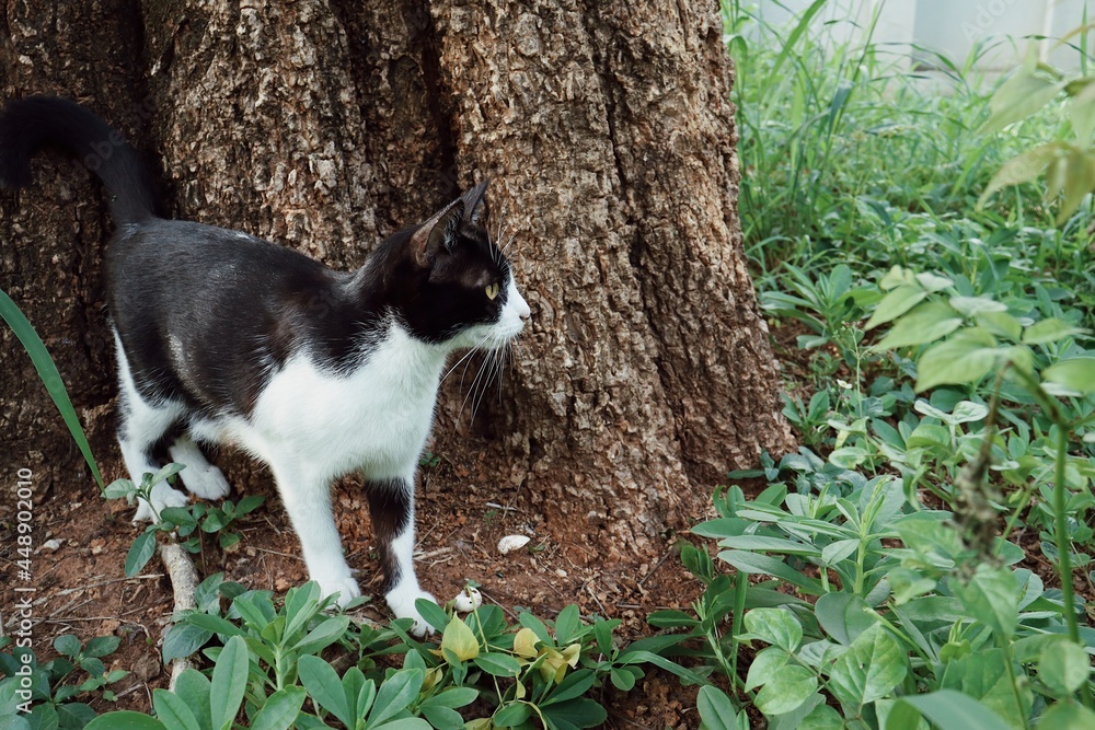Beautiful of black and white cat animal in the garden Beautiful of black and white cat animal in the garden