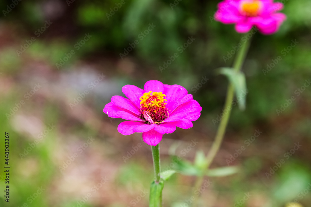 Zinnia flower., Beautiful Zinnia flower in full bloom. Zinnia flower., Beautiful Zinnia flower in full bloom.