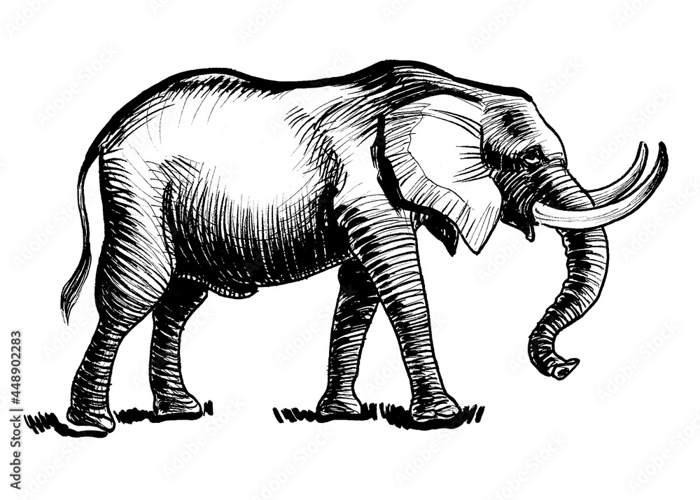 Fototapeta premium Walking African elephant. Ink black and white drawing