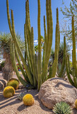 Various Cactus and other plants inhabit the Carefree Desert Gardens in Arizona. This plant is called the Organ Pipe cactus. Carefree is a suburb of Phoenix.