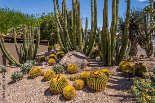 Various Cactus and other plants inhabit the Carefree Desert Gardens in Arizona. Carefree is a suburb of Phoenix.