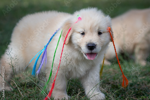 goldem retriver em gramado verde photo