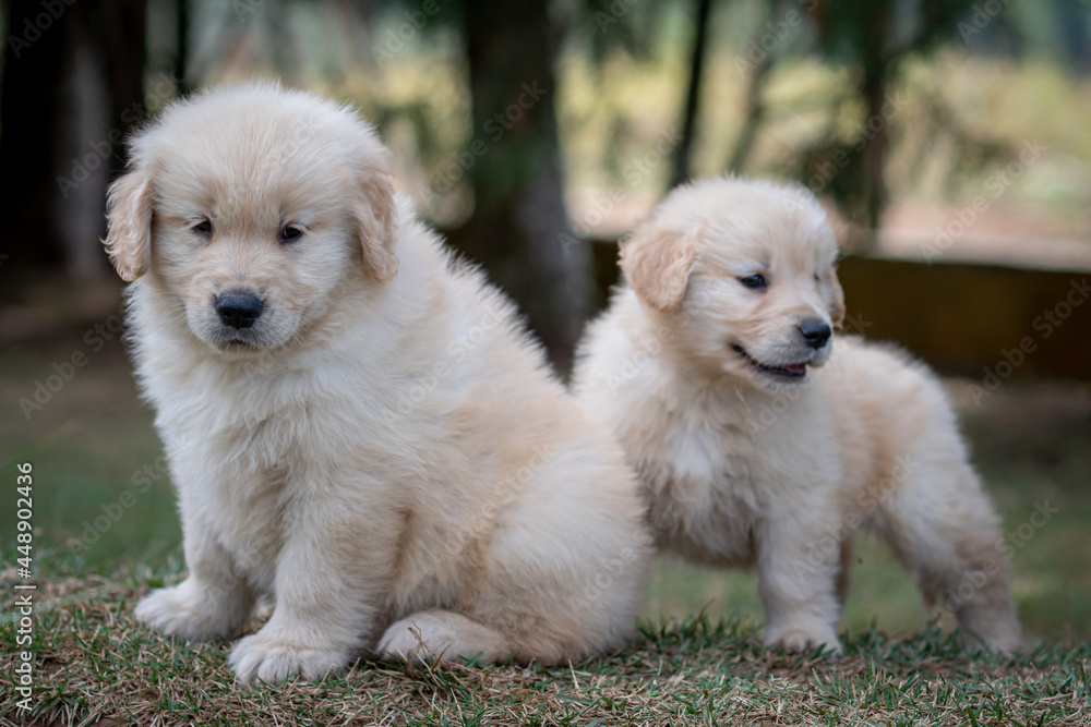 filhote goldem retriver brincando em gramado filhote goldem retriver brincando em gramado