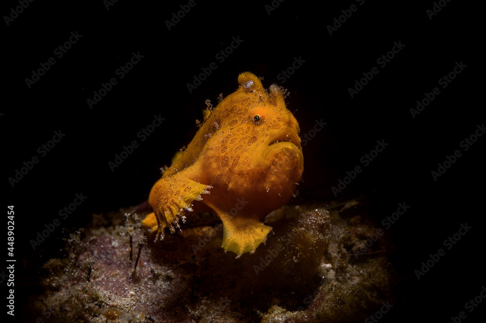 Obraz premium Antennarius pictus