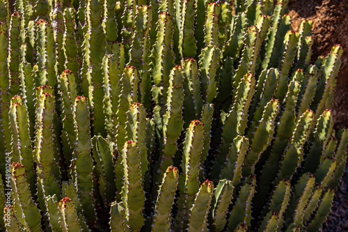 Various Cactus and other plants inhabit the Carefree Desert Gardens in Arizona. The plant is Morrocan mound; (Euphorbia resinifera) and is native to North Africa. Carefree is a suburb of Phoenix. photo