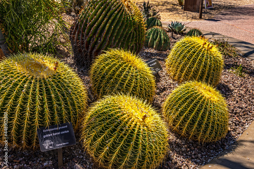 Various Cactus and other plants inhabit the Carefree Desert Gardens in Arizona. This plant is Golden barrel cactus (Echinocactus grusonii). Carefree is a suburb of Phoenix.