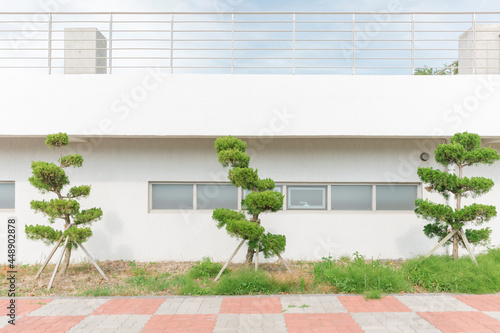 Three trees in front of the white building