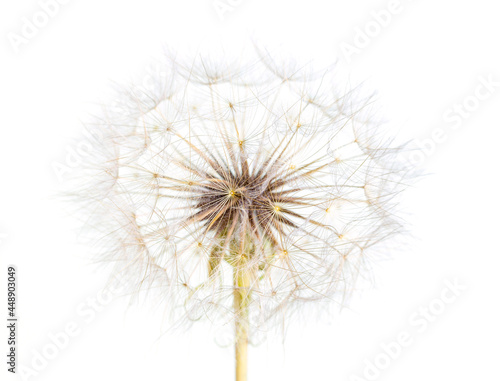 Aerial dandelion on a white, gray background. Relax air copy space