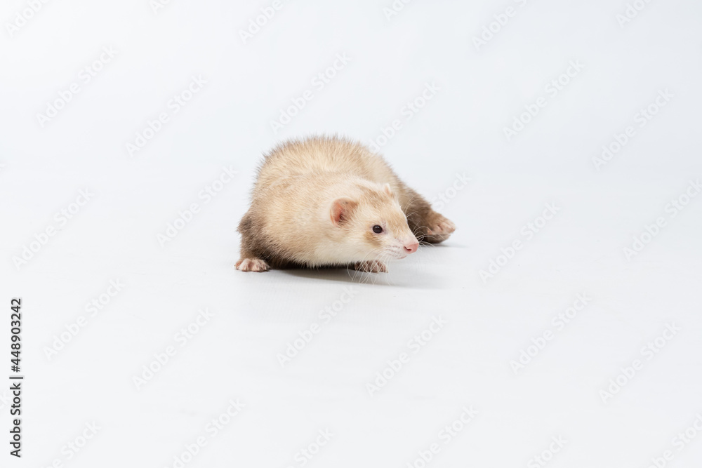 Furão andando e brindando em fundo branco Furão andando e brindando em fundo branco