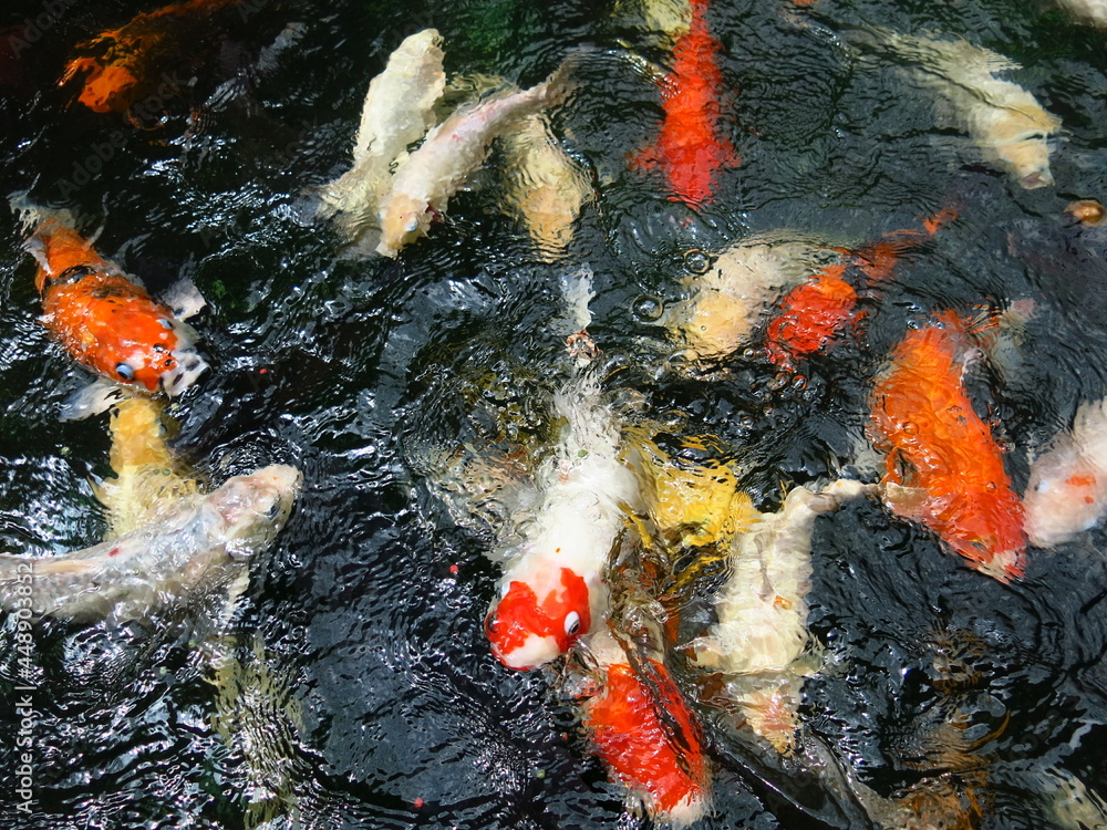 dark background and colorful Cyprinus carpio are swimming in the koi pound  design for Aisa gardening design style