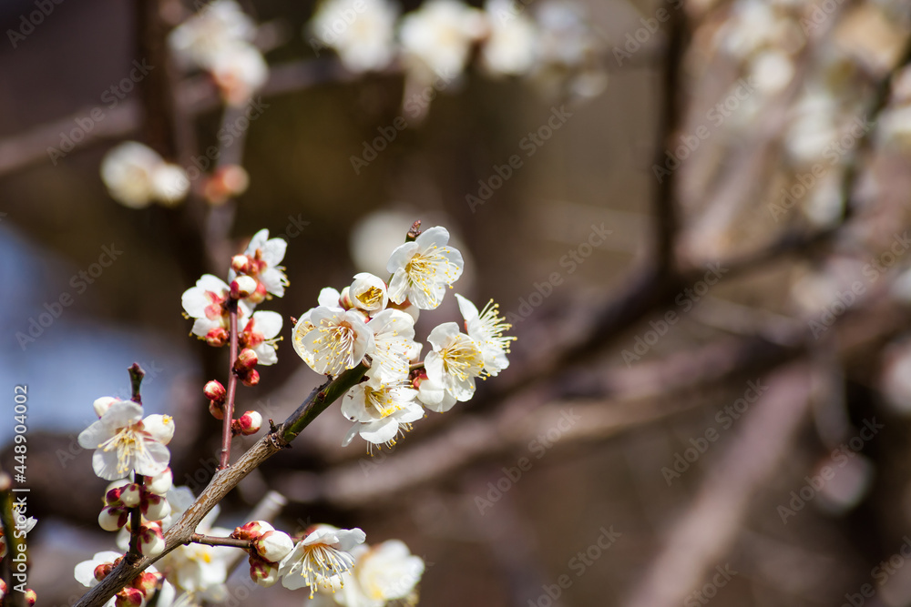 Flowers plum blossoming in spring.