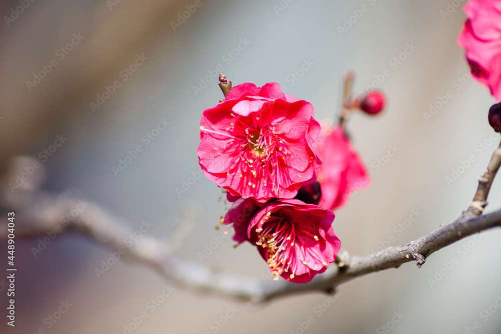Flowers plum blossoming in spring. Flowers plum blossoming in spring.