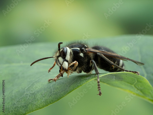 P7310027 bald faced hornet, Dolichovespula maculata, cleaning its front leg cECP 2021
