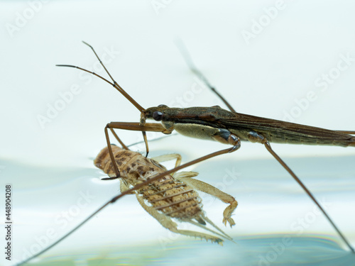 P7100033 water strider feeding on a cricket, Gerridae, cECP 2021 photo