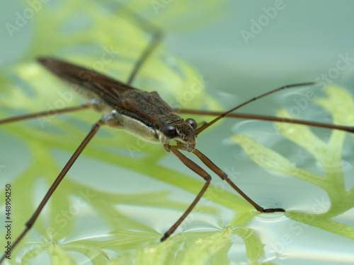 P7110008 close-up of a water strider, Gerridae, on water with plants cECP 2021 © Ernie Cooper