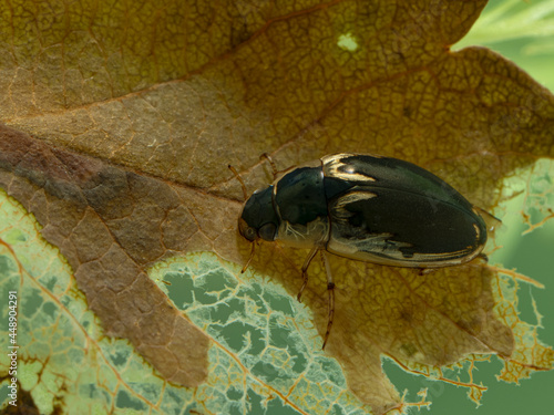 P7110061 water scavenger beetle, Tropisternus lateralis, on a submerged leaf. Delta, British Columbia, Canada cECP 2021 photo