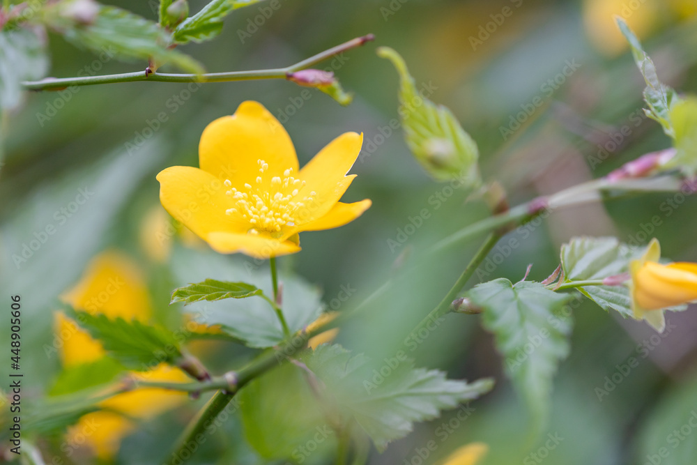 ヤマブキの花 ヤマブキの花