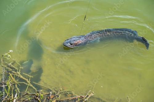 Φωτογραφία The fearsome and powerful giant snakehead caught with steel cable and monofilament shock leader
