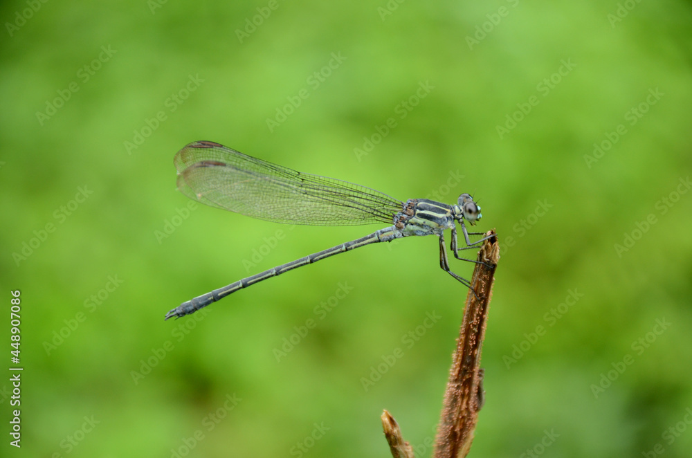 closeup the beautiful green dragonfly hold on tree branch over out of focus green background. closeup the beautiful green dragonfly hold on tree branch over out of focus green background.