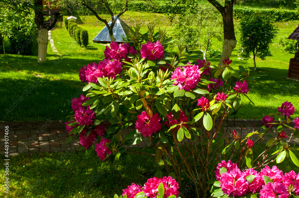 Rhododendron flowers in the landscape, paths and green grass.