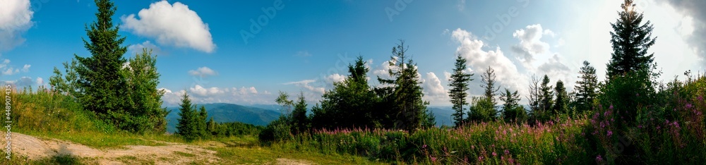 Panorama of Ivan tea flowers in the mountains, green trees and blue sky, sunny day. Panorama of Ivan tea flowers in the mountains, green trees and blue sky, sunny day.