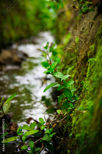 Wallpaper Mural Natural Small Plant on River Torontodigital.ca