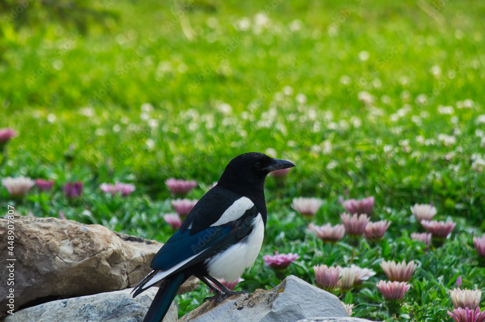 A Magpie in a Summer Garden