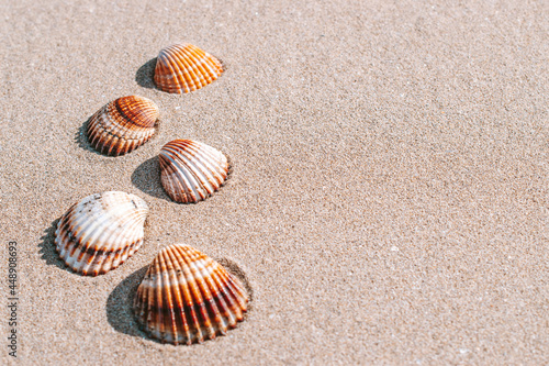 Hello summer with seashells, starfishes on sand ocean beach background. Exotic beach with copy space.